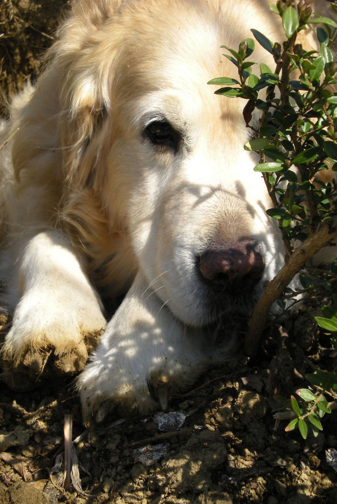 Hannibal Christinas Golden Retriver